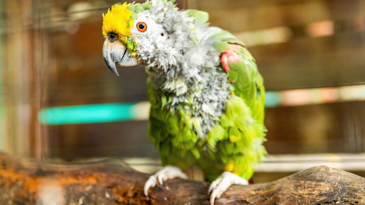 sick-parrot